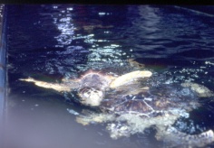 Le bassin des tortues marines