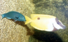 Gomphosus varius-Lo vulpinus
