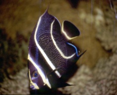 Pomacanthus arcuatus