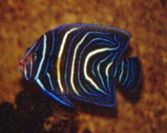 Pomacanthus semicirculatus