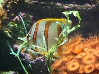 Chelmon rostratus
