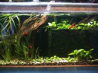 Section sous eau du terrarium