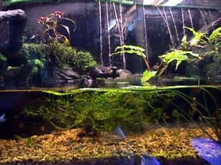 Bac eau douce ax&eacute; plantes